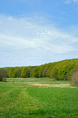 Buy stock photo A photo of green and lush forest