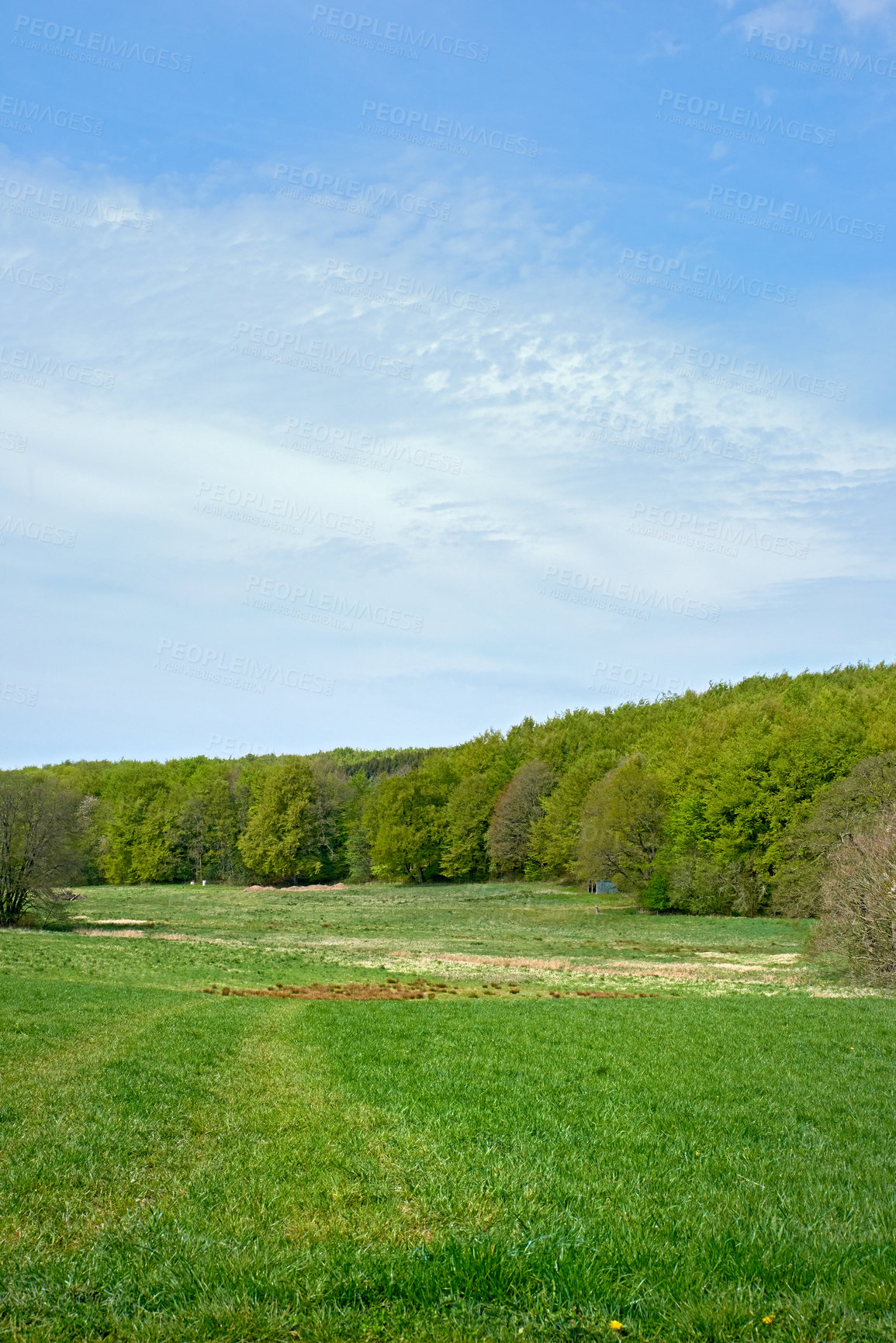 Buy stock photo A photo of green and lush forest