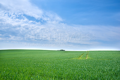 Buy stock photo Green fields and blue sky in spring and early summer