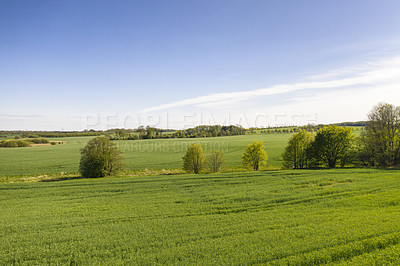 Buy stock photo Beautiful landscape of lush green field outdoors on a peaceful summer afternoon. Vibrant and bright trees and plants growing on endless land with blue sky background and meadow or pasture on a farm