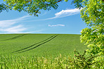 Rolling Green fields and blue sky framed by trees