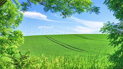 Buy stock photo Green fields and blue sky framed by trees - lots of copy space