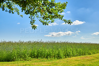 Buy stock photo Farm, grass field and blue sky with tree in countryside for natural growth, vegetation or agriculture. Empty, clouds and greenery with leaves, plants or agro environment for conservation in nature