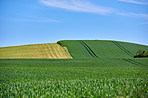 Green fields and blue sky in spring