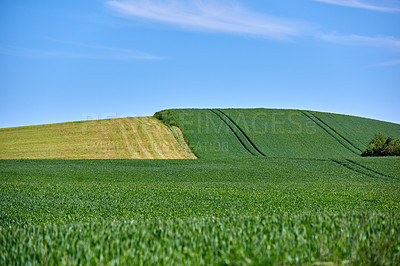 Buy stock photo Agriculture, field and nature on hill, grain and clouds in sky for food production with organic crops. Landscape, plants and sustainability with growth, development and outdoor for farming in Denmark