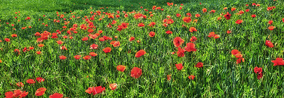 Buy stock photo A  photo of poppies in the countryside in early summer