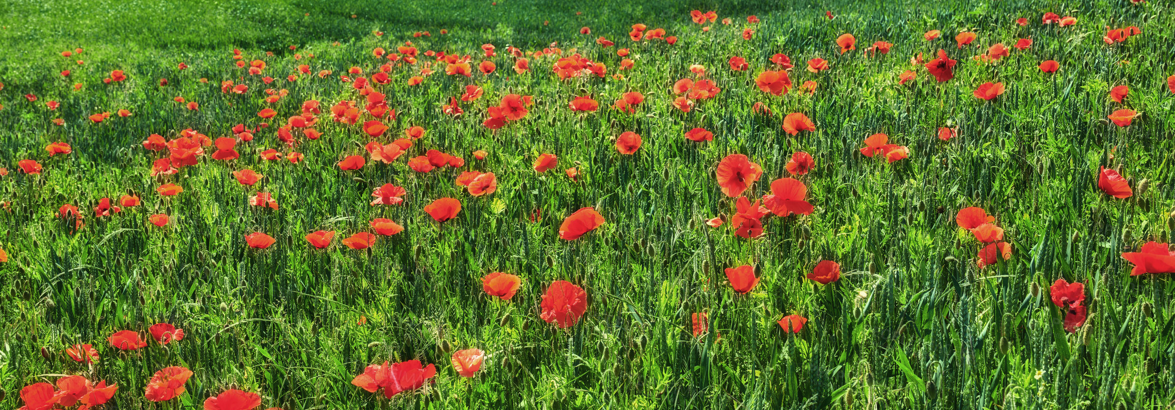 Buy stock photo Outdoor, wheat and plants with farming, poppies and field with color for pollination, bloom and sustainability. Agriculture, crops and grain with flowers, blossom and summer for growth in France