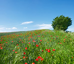 Wheat fields with poppies in early summer