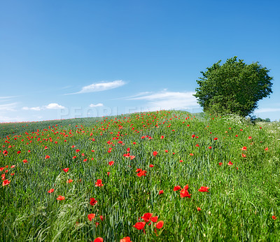 Buy stock photo A  photo of poppies in the countryside in early summer