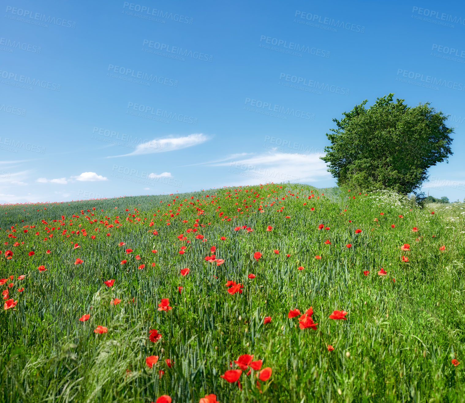 Buy stock photo A  photo of poppies in the countryside in early summer