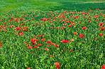 Wheat fields with poppies in early summer