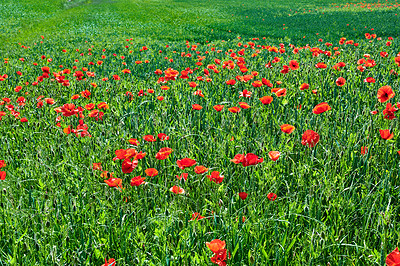 Buy stock photo A  photo of poppies in the countryside in early summer