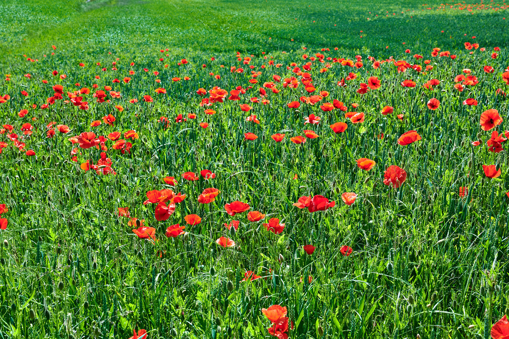 Buy stock photo A  photo of poppies in the countryside in early summer