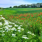 Poppies in the countryside in early summer