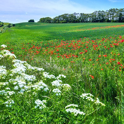 Buy stock photo A  photo of poppies in the countryside in early summer