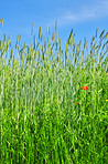 Poppies in the countryside in early summer