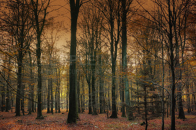 Buy stock photo Before sunset in late autumn forest - Denmark
