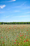 Poppies in a grain field