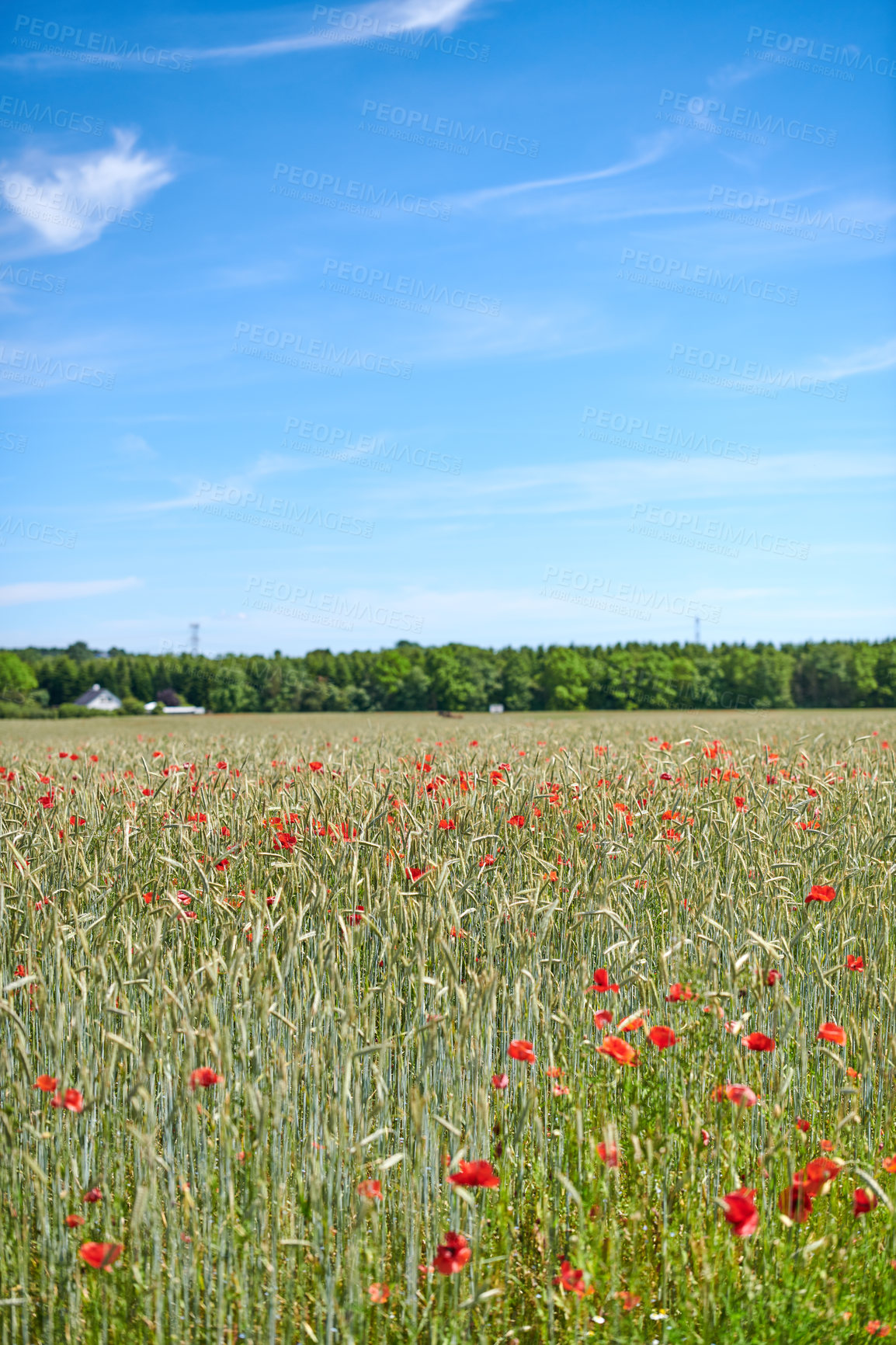 Buy stock photo A photo of poppies in the countryside in early summer - Denmark