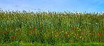 Poppies in a grain field