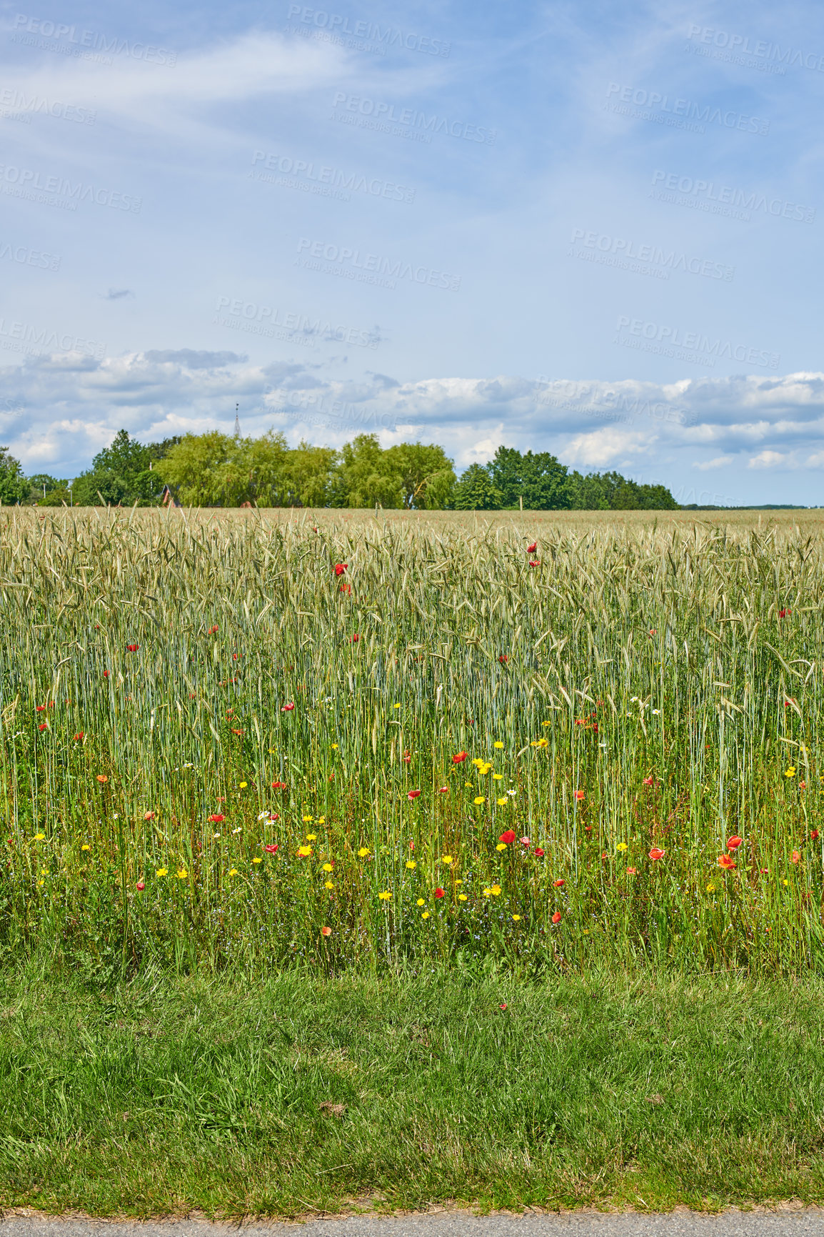 Buy stock photo A photo of poppies in the countryside in early summer - Denmark