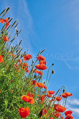 Buy stock photo A photo of poppies in the countryside in early summer - Denmark