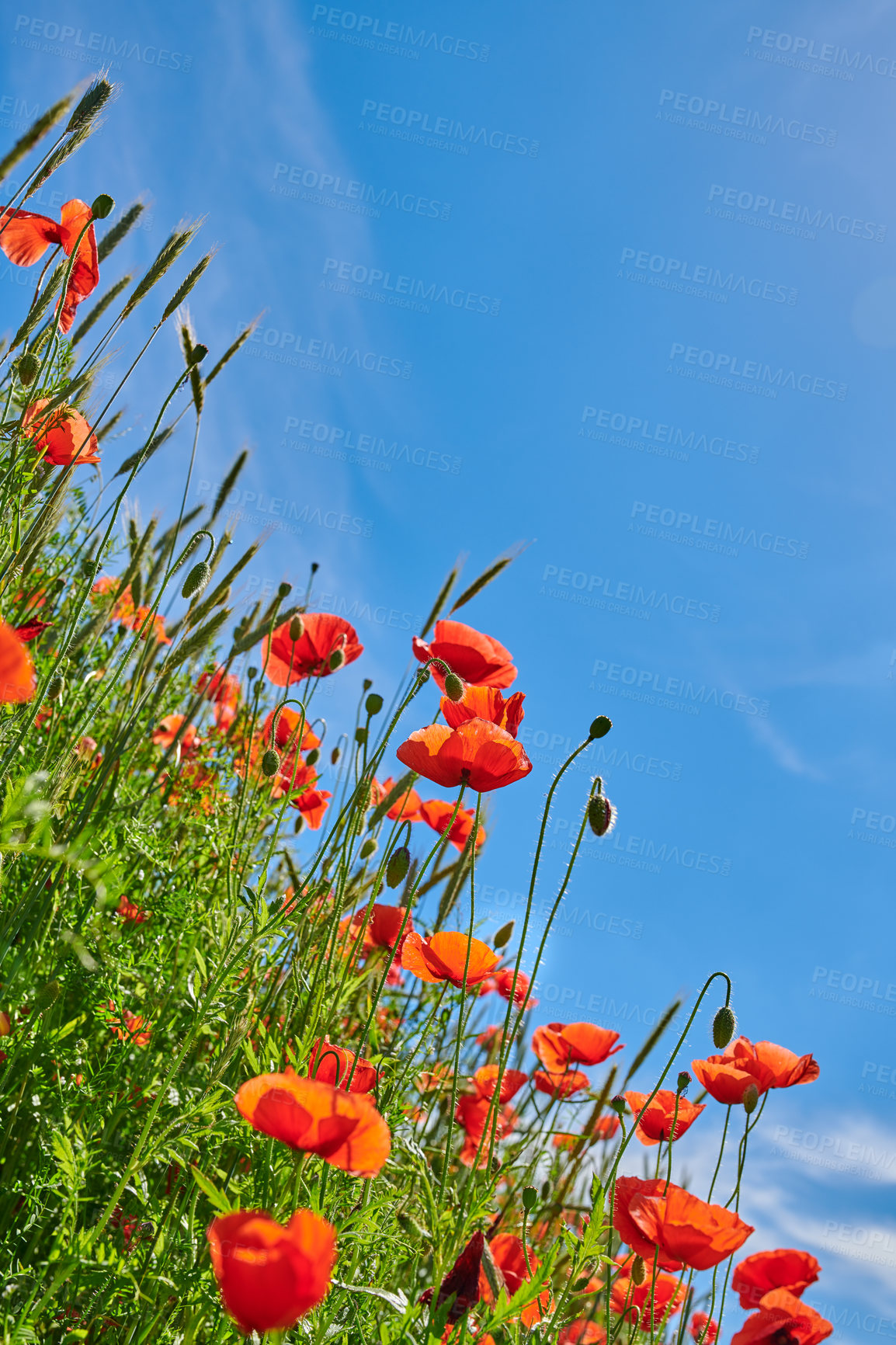 Buy stock photo A photo of poppies in the countryside in early summer - Denmark