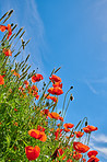 Poppies in a grain field