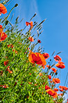 Poppies in a grain field