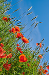 Poppies in a grain field