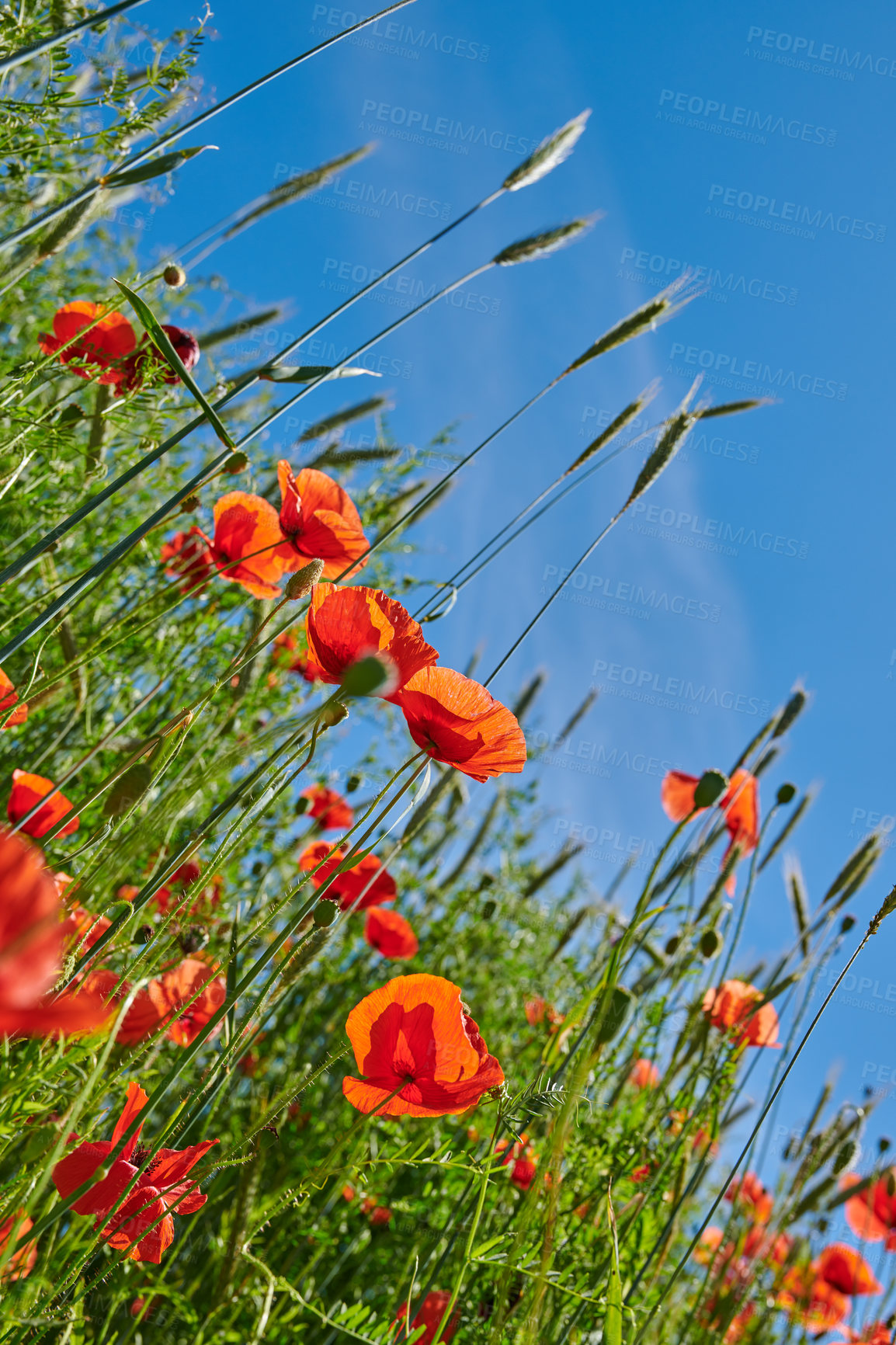 Buy stock photo A  photo of poppies in the countryside in early summer - Denmark