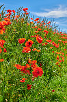 Poppies in a grain field