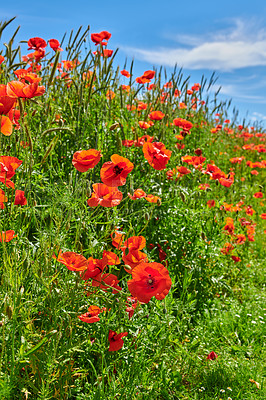 Buy stock photo Poppies, outdoor field and natural bloom in countryside, sustainable environment and flowers. Plants, meadow and eco friendly flora on vacation in Denmark, forest and bush for botanical papaveraceae