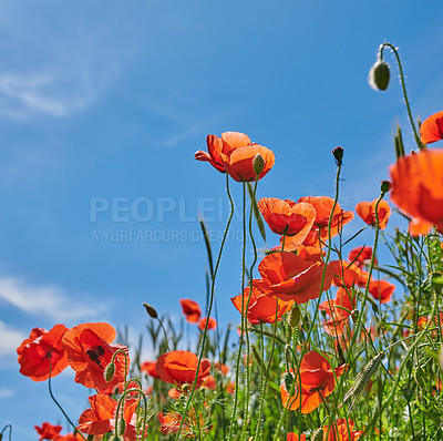 Buy stock photo Countryside, sky and growth of flowers, nature and sustainability in environment and blossom. Outdoor, eco friendly and color of poppies in garden, mockup space and sprout of plants in Denmark