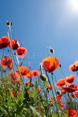 Buy stock photo Countryside, sky and flowers in garden, floral and sustainability in environment and low angle. Outdoor, eco friendly and blossom of poppies in nature, space and growth of plants, scenery or Denmark