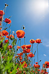 Poppies in a grain field