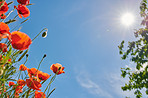 Poppies in a grain field