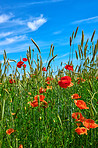 Poppies in a grain field