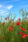 Poppies in a grain field