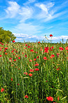 Poppies in a grain field