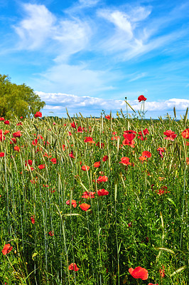 Buy stock photo A  photo of poppies in the countryside in early summer - Denmark