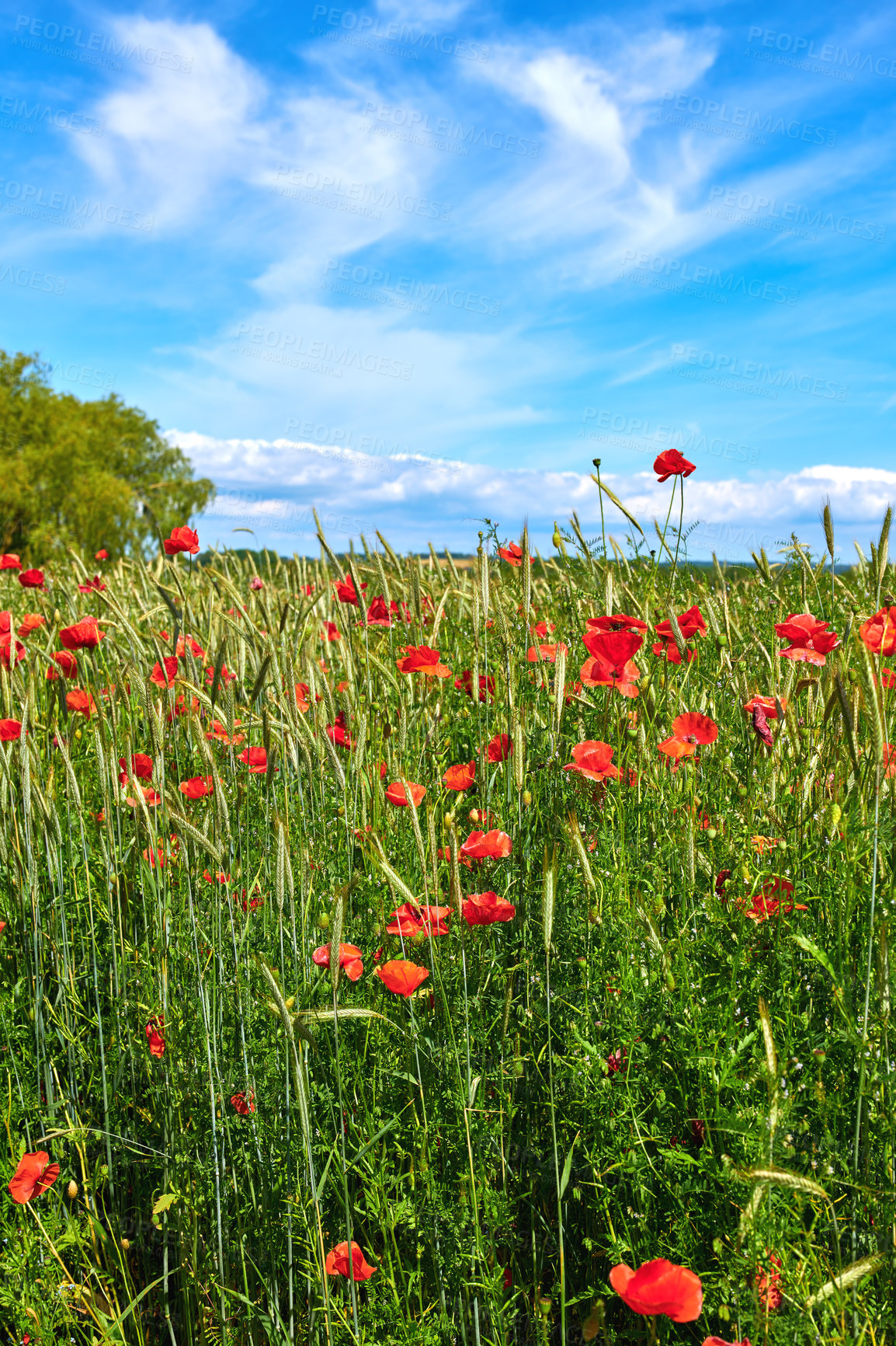 Buy stock photo A  photo of poppies in the countryside in early summer - Denmark