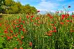 Poppies in a grain field