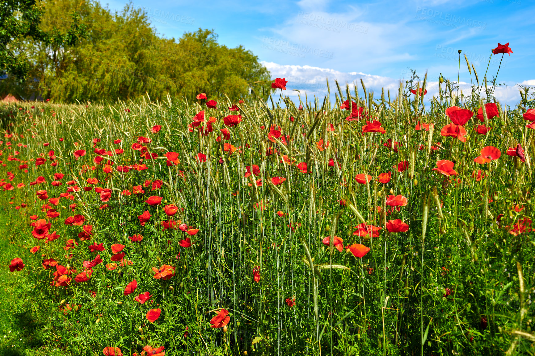 Buy stock photo A  photo of poppies in the countryside in early summer - Denmark