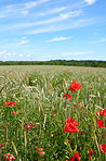 Poppies in a grain field