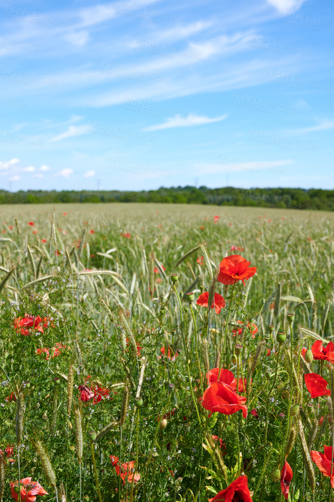 Buy stock photo A  photo of poppies in the countryside in early summer - Denmark