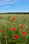 Poppies in a grain field