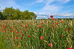 Poppies in a grain field