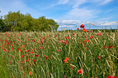 Buy stock photo A  photo of poppies in the countryside in early summer - Denmark