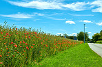 Poppies in a grain field